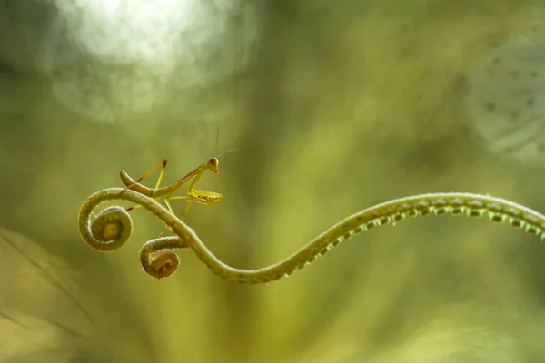 私たちの周りには多くの種類のカマキリ種があり その形や色はさまざまであり 彼らは非常に興味深く特別なものであり 自然界の既存の生態系とのバランスになります — ストック写真