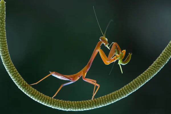 Hay Muchos Tipos Especies Mantis Nuestro Alrededor Sus Formas Colores —  Fotos de Stock