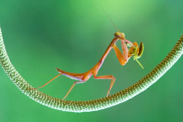 Many Types Mantis Species Shapes Colors Various Very Interesting Extraordinary — Stock Photo, Image