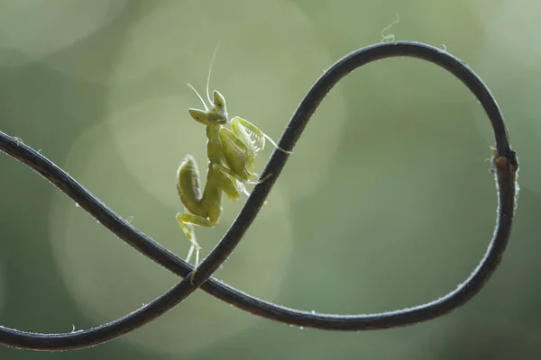 Existem Muitos Tipos Espécies Mantis Nosso Redor Suas Formas Cores — Fotografia de Stock