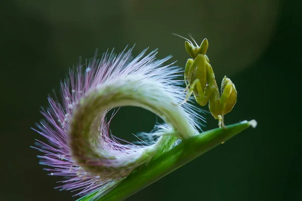 Det Finns Många Typer Mantis Arter Runt Omkring Oss Deras — Stockfoto