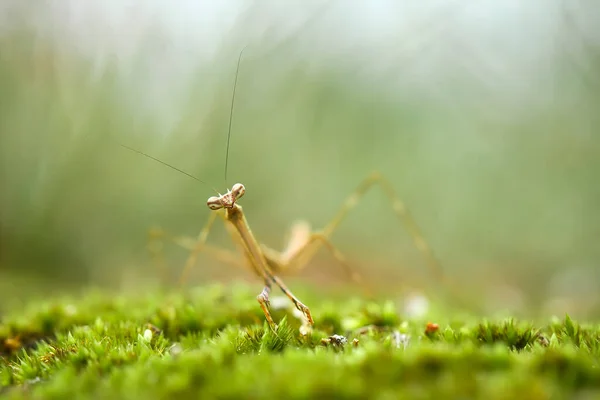 Det Finns Många Typer Mantis Arter Runt Omkring Oss Deras — Stockfoto