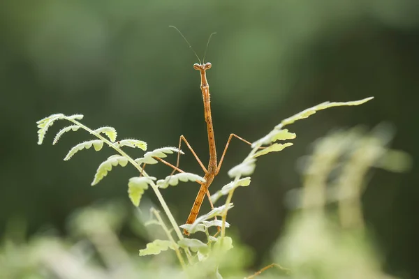 Existem Muitos Tipos Espécies Mantis Nosso Redor Suas Formas Cores — Fotografia de Stock