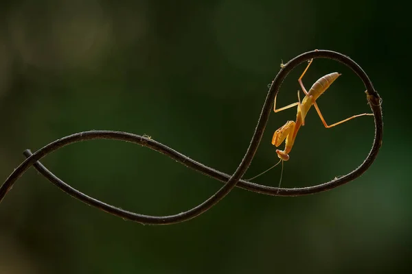 Hay Muchos Tipos Especies Mantis Nuestro Alrededor Sus Formas Colores —  Fotos de Stock