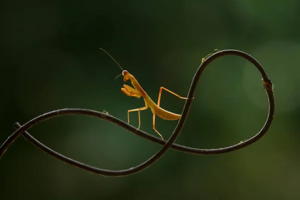 Hay Muchos Tipos Especies Mantis Nuestro Alrededor Sus Formas Colores —  Fotos de Stock