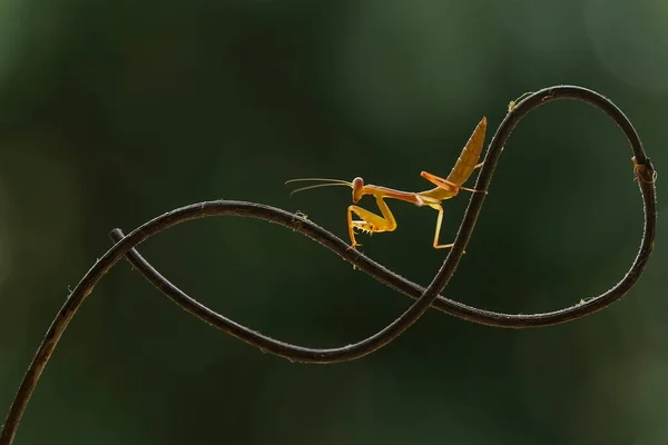 Υπάρχουν Πολλοί Τύποι Ειδών Mantis Γύρω Μας Σχήματα Και Χρώματα — Φωτογραφία Αρχείου