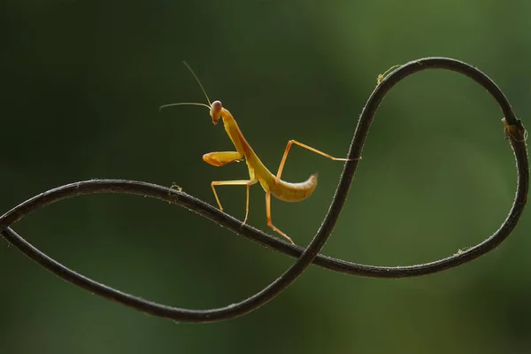 Hay Muchos Tipos Especies Mantis Nuestro Alrededor Sus Formas Colores —  Fotos de Stock