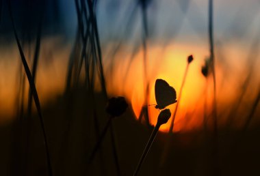 Bu güzel ve zarif kelebek, oldukça korkunç bir tırtıldan bir değişiklik. Başlangıçta çok korkutucu olan tırtılın güzel bir kelebeğe dönüşmesi birkaç gün alır. Bu Tanrı 'nın olağanüstü bir gücü..