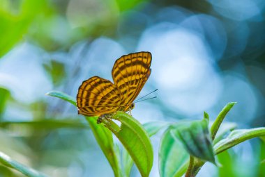 Bu güzel ve zarif kelebek, oldukça korkunç bir tırtıldan bir değişiklik. Başlangıçta çok korkutucu olan tırtılın güzel bir kelebeğe dönüşmesi birkaç gün alır. Bu Tanrı 'nın olağanüstü bir gücü..