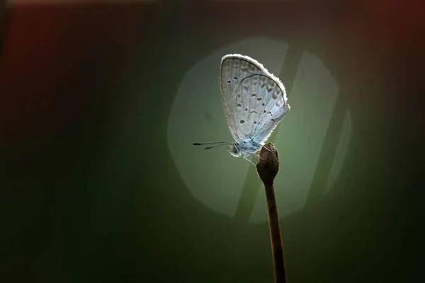 Beautiful Elegant Butterfly Change Pretty Scary Caterpillar Takes Few Days — Stock Photo, Image