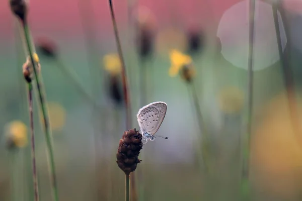 この美しくエレガントな蝶はかなり恐ろしい冬虫夏草からの変更です それは最初はとても美しい蝶に恐ろしいされた冬虫夏草を処理するために数日かかります それは特別な神の力です — ストック写真