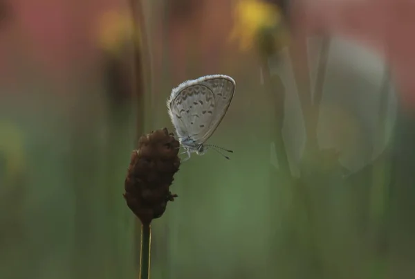 Tento Krásný Elegantní Motýl Změna Docela Děsivé Housenka Trvá Několik — Stock fotografie