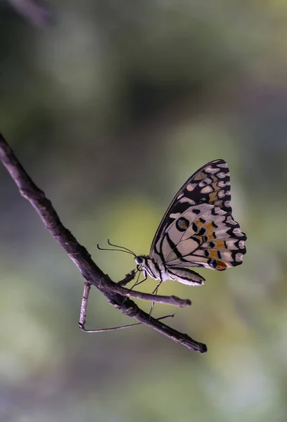 Beautiful Elegant Butterfly Change Pretty Scary Caterpillar Takes Few Days — Stock Photo, Image