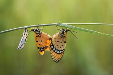 Bu güzel ve zarif kelebek, oldukça korkunç bir tırtıldan bir değişiklik. Başlangıçta çok korkutucu olan tırtılın güzel bir kelebeğe dönüşmesi birkaç gün alır. Bu Tanrı 'nın olağanüstü bir gücü..