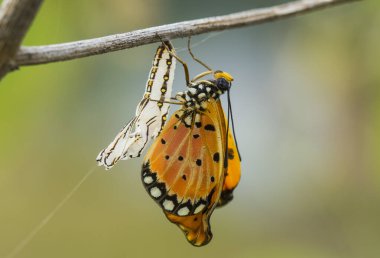This beautiful and elegant butterfly is a change from a pretty scary caterpillar, it takes a few days to process a caterpillar that was initially so frightening into a beautiful butterfly, that is the power of God that is extraordinary. clipart