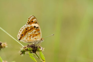 Bu güzel ve zarif kelebek, oldukça korkunç bir tırtıldan bir değişiklik. Başlangıçta çok korkutucu olan tırtılın güzel bir kelebeğe dönüşmesi birkaç gün alır. Bu Tanrı 'nın olağanüstü bir gücü..