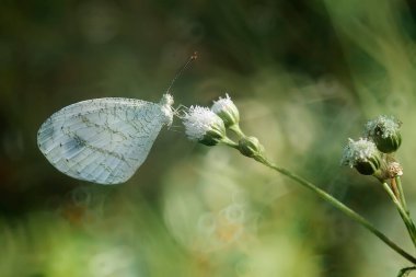 Bu güzel ve zarif kelebek, oldukça korkunç bir tırtıldan bir değişiklik. Başlangıçta çok korkutucu olan tırtılın güzel bir kelebeğe dönüşmesi birkaç gün alır. Bu Tanrı 'nın olağanüstü bir gücü..