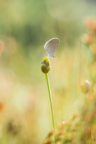 この美しくエレガントな蝶はかなり恐ろしい冬虫夏草からの変更です それは最初はとても美しい蝶に恐ろしいされた冬虫夏草を処理するために数日かかります それは特別な神の力です — ストック写真