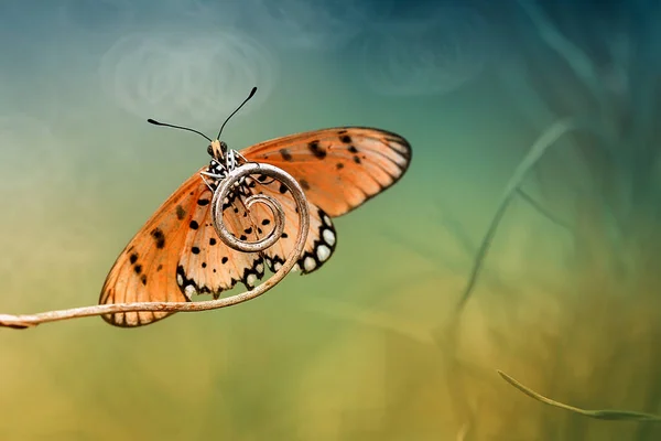 Beau Élégant Papillon Est Changement Une Chenille Assez Effrayant Faut — Photo