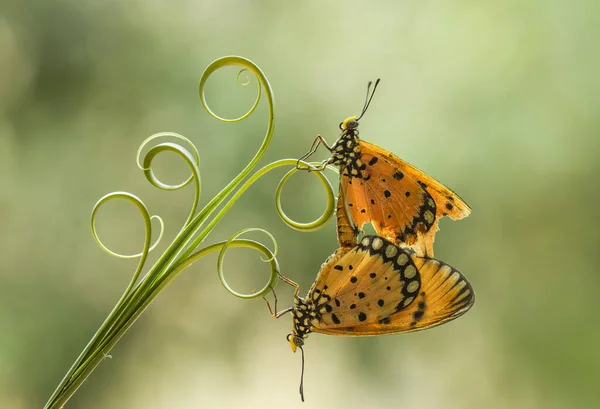 Ten Piękny Elegancki Motyl Jest Zmianą Dość Strasznej Gąsienicy Zajmuje — Zdjęcie stockowe
