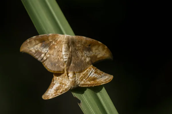 Tento Krásný Elegantní Motýl Změna Docela Děsivé Housenka Trvá Několik — Stock fotografie
