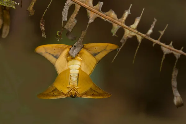 Esta Borboleta Bonita Elegante Uma Mudança Uma Lagarta Muito Assustadora — Fotografia de Stock