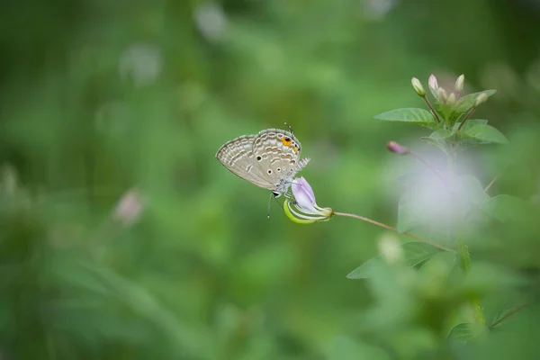 Beau Élégant Papillon Est Changement Une Chenille Assez Effrayant Faut — Photo