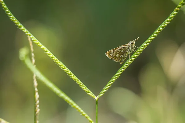 Esta Borboleta Bonita Elegante Uma Mudança Uma Lagarta Muito Assustadora — Fotografia de Stock