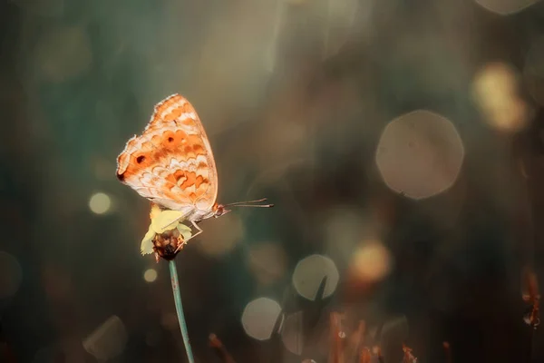 Beau Élégant Papillon Est Changement Une Chenille Assez Effrayant Faut — Photo