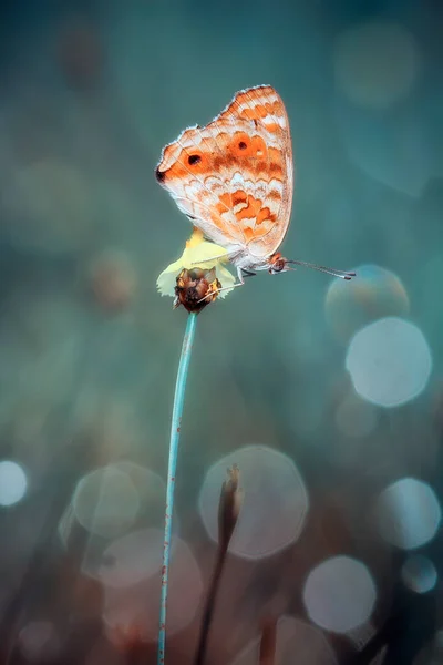 Красивая Элегантная Бабочка Отличается Довольно Страшной Гусеницы Занимает Несколько Дней — стоковое фото