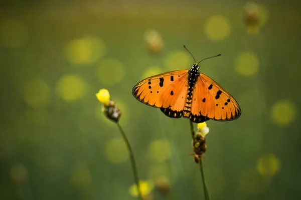 这只美丽而优雅的蝴蝶从一只非常可怕的毛毛虫变成一只美丽的蝴蝶需要几天的时间 而这只毛毛虫最初是如此可怕 现在变成了一只美丽的蝴蝶 这就是上帝的力量 这是非凡的 — 图库照片