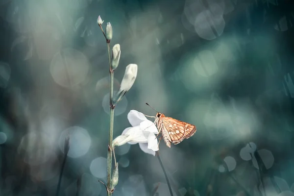 Beau Élégant Papillon Est Changement Une Chenille Assez Effrayant Faut — Photo