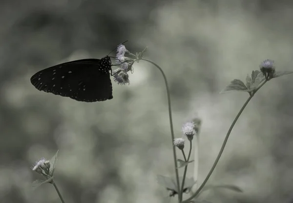 Esta Borboleta Bonita Elegante Uma Mudança Uma Lagarta Muito Assustadora — Fotografia de Stock