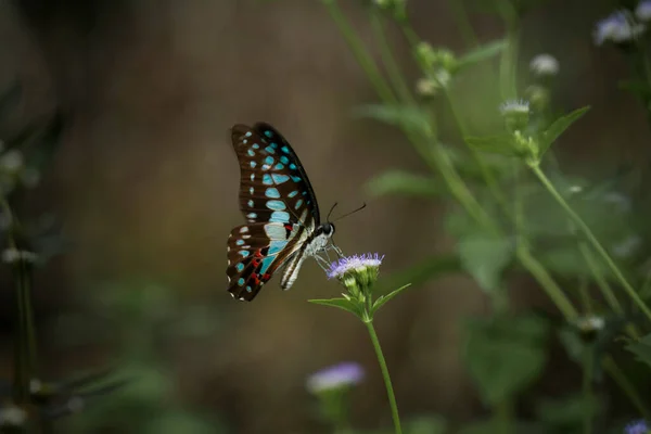 Beau Élégant Papillon Est Changement Une Chenille Assez Effrayant Faut — Photo