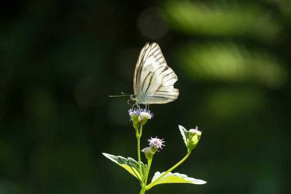 Beau Élégant Papillon Est Changement Une Chenille Assez Effrayant Faut — Photo