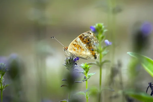 Beau Élégant Papillon Est Changement Une Chenille Assez Effrayant Faut — Photo