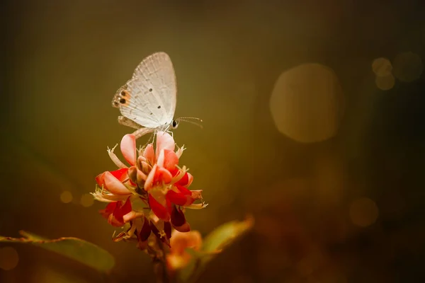 Beau Élégant Papillon Est Changement Une Chenille Assez Effrayant Faut — Photo