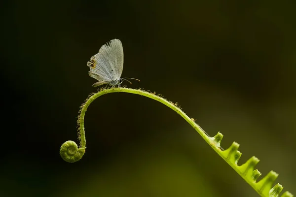 Esta Borboleta Bonita Elegante Uma Mudança Uma Lagarta Muito Assustadora — Fotografia de Stock