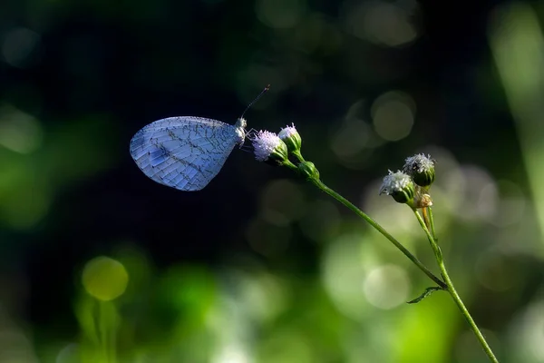 Beautiful Elegant Butterfly Change Pretty Scary Caterpillar Takes Few Days — Stock Photo, Image