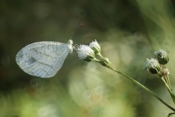Dieser Schöne Und Elegante Schmetterling Ist Eine Abwechslung Von Einer — Stockfoto