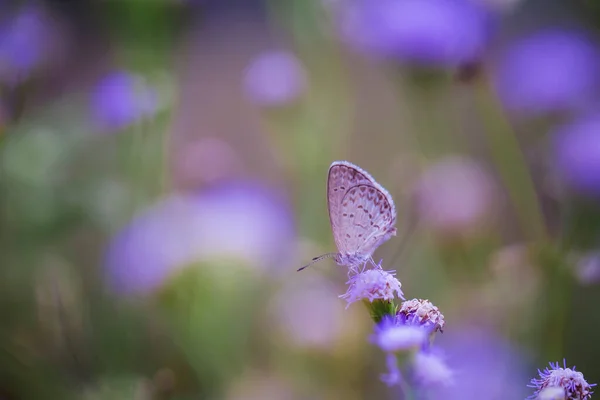 Beau Élégant Papillon Est Changement Une Chenille Assez Effrayant Faut — Photo