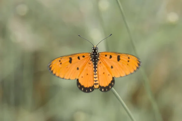 Beautiful Elegant Butterfly Change Pretty Scary Caterpillar Takes Few Days — Stock Photo, Image