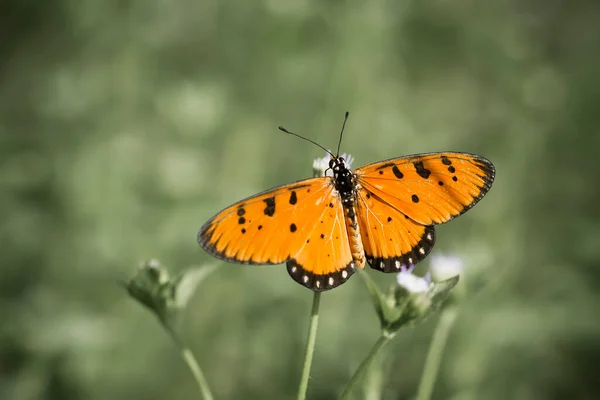 Questa Bella Elegante Farfalla Cambiamento Bruco Piuttosto Spaventoso Vogliono Alcuni — Foto Stock
