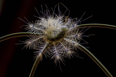 Bu güzel tırtıl, karnında büyük bacakları olan, vücudunu büken, yiyeceği olan yaprakların üzerinde kalan ve sonra bir kelebeğe dönüşen çok sevimli bir tırtıl..