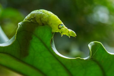 Bu güzel tırtıl, karnında büyük bacakları olan, vücudunu büken, yiyeceği olan yaprakların üzerinde kalan ve sonra bir kelebeğe dönüşen çok sevimli bir tırtıl..
