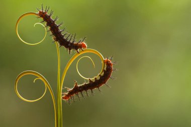 Bu güzel tırtıl, karnında büyük bacakları olan, vücudunu büken, yiyeceği olan yaprakların üzerinde kalan ve sonra bir kelebeğe dönüşen çok sevimli bir tırtıl..