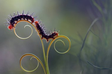 Bu güzel tırtıl, karnında büyük bacakları olan, vücudunu büken, yiyeceği olan yaprakların üzerinde kalan ve sonra bir kelebeğe dönüşen çok sevimli bir tırtıl..