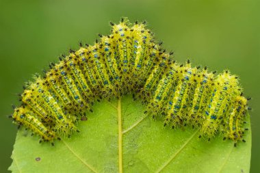 Bu güzel tırtıl, karnında büyük bacakları olan, vücudunu büken, yiyeceği olan yaprakların üzerinde kalan ve sonra bir kelebeğe dönüşen çok sevimli bir tırtıl..