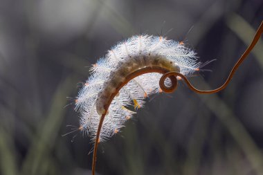 Bu güzel tırtıl, karnında büyük bacakları olan, vücudunu büken, yiyeceği olan yaprakların üzerinde kalan ve sonra bir kelebeğe dönüşen çok sevimli bir tırtıl..
