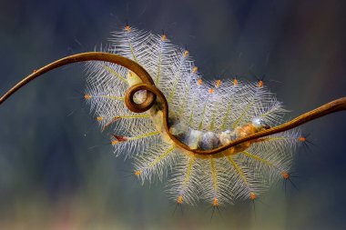 Bu güzel tırtıl, karnında büyük bacakları olan, vücudunu büken, yiyeceği olan yaprakların üzerinde kalan ve sonra bir kelebeğe dönüşen çok sevimli bir tırtıl..